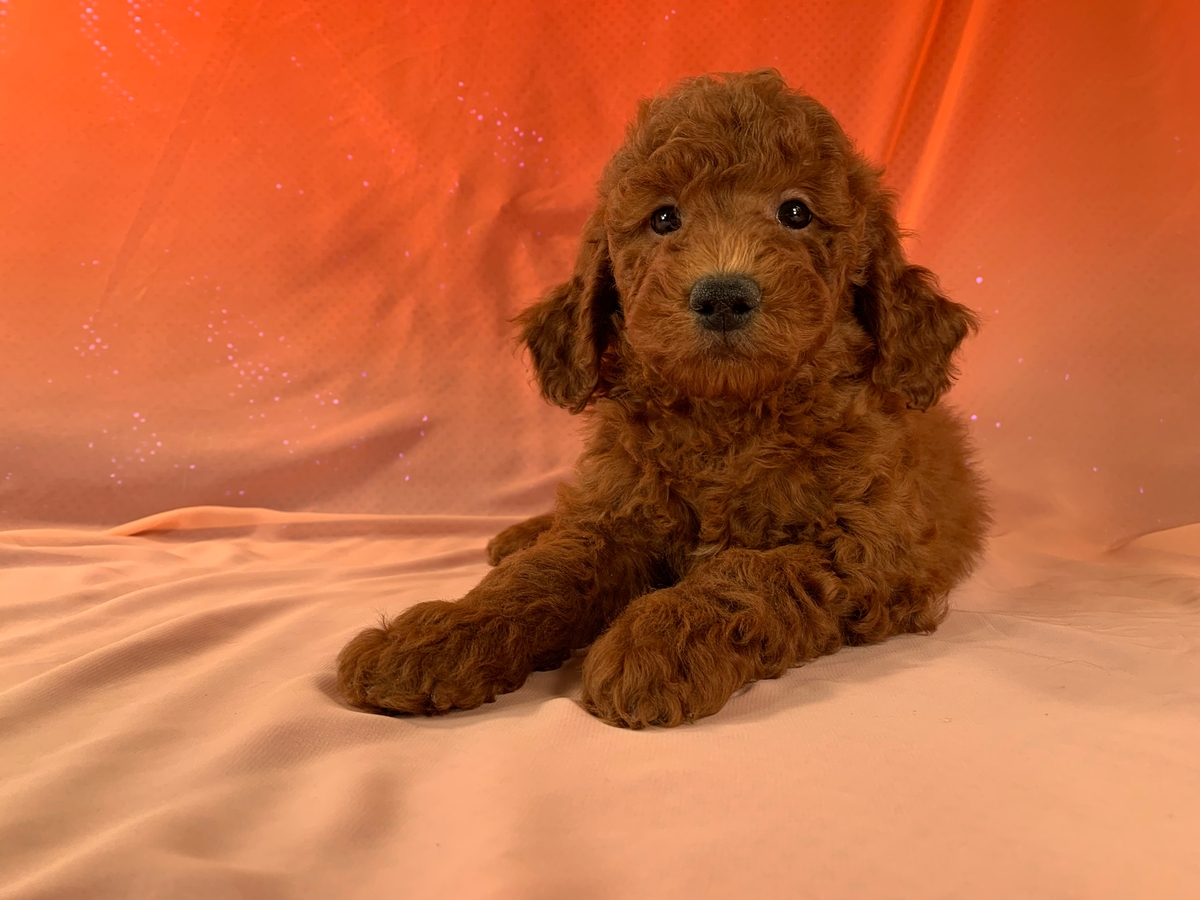 Dark Red Male Mini Goldendoodle For Sale In Iowa DOB 9-28-2021 $1800